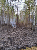 Возле деревни Чичкова борются с лесным пожаром
